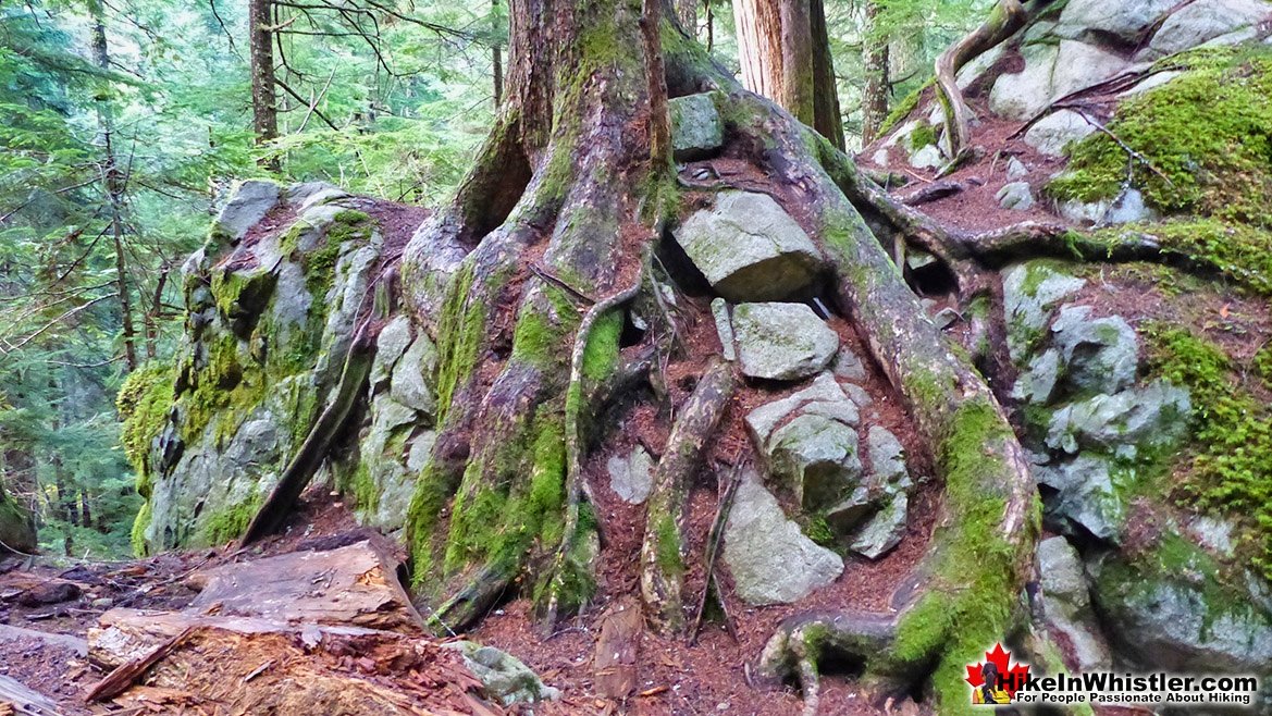 Arborlith Cheakamus Lake Trail