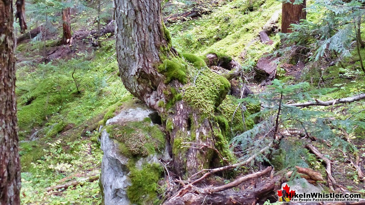 Newt Lake Trail Arborlith