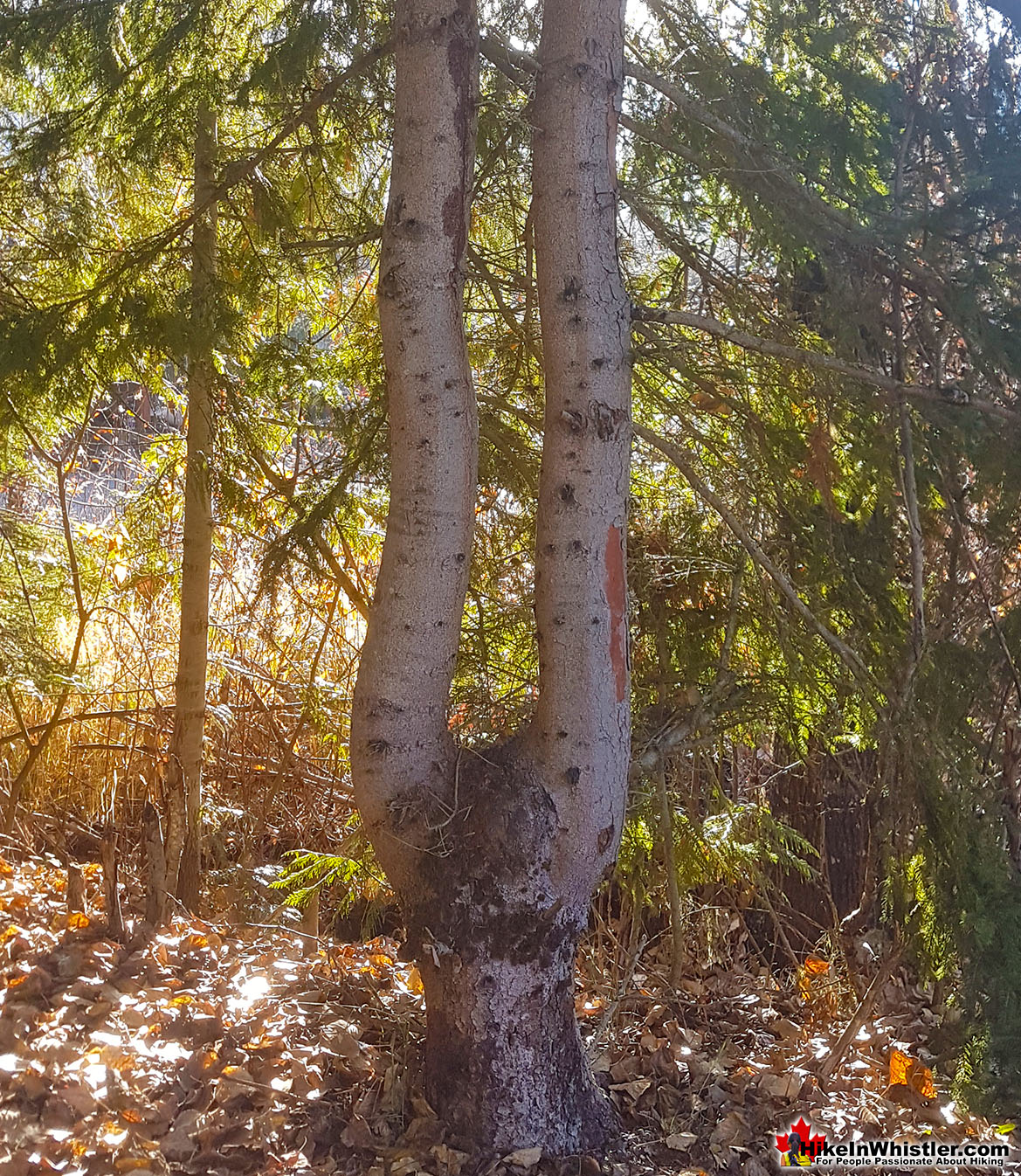 Gemel on the Valley Trail in Whistler