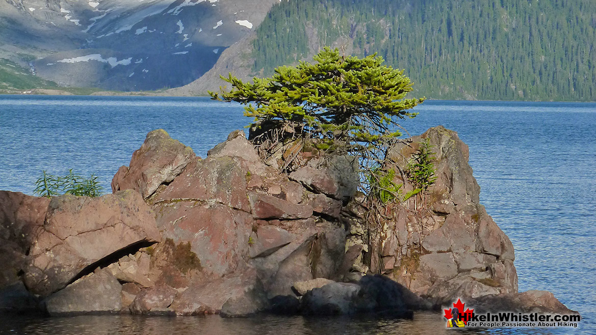 Krummholz on Garibaldi Lake