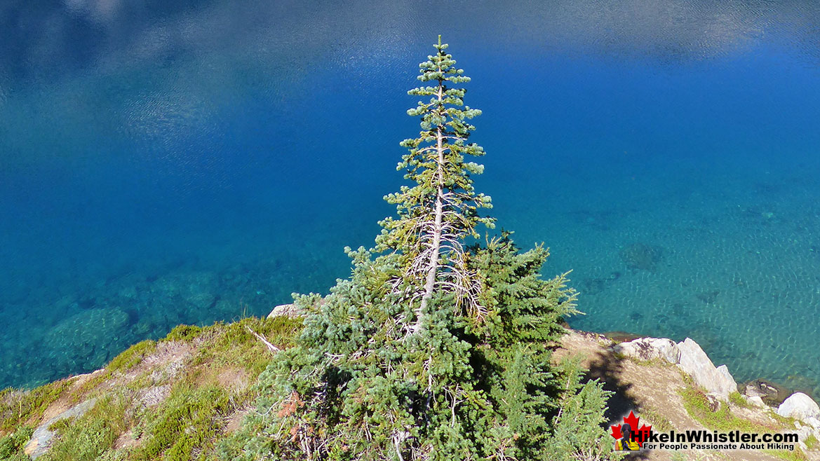 Krummholz at Cirque Lake