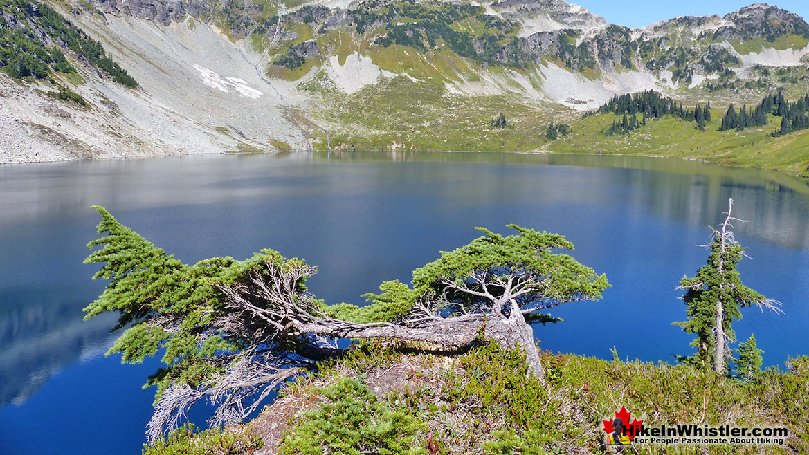 Krummholz at Cirque Lake