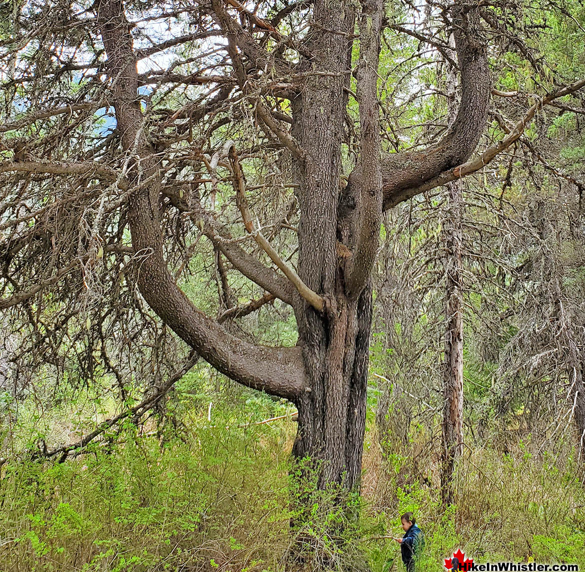 Whistler Lodgepole Pine Perspective