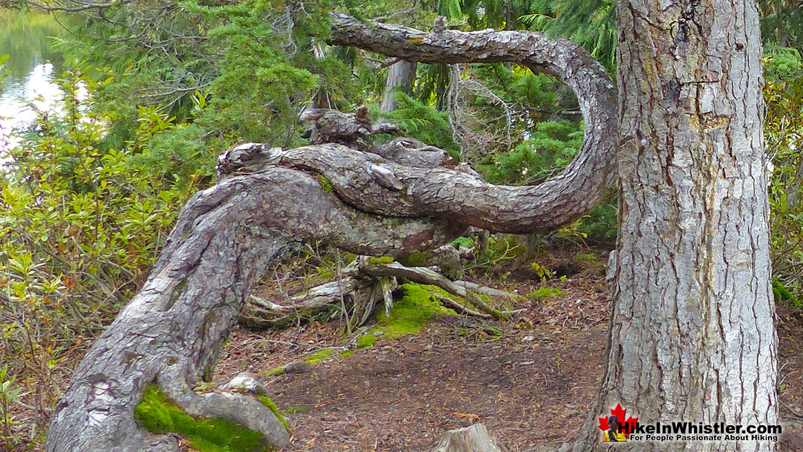 Whistler Trees: Mountain Hemlock Bark