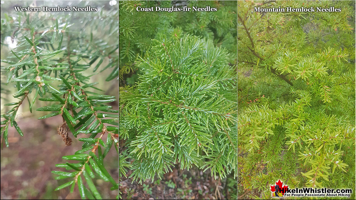 Needles Comparison Western Hemlock and Mountain Hemlock