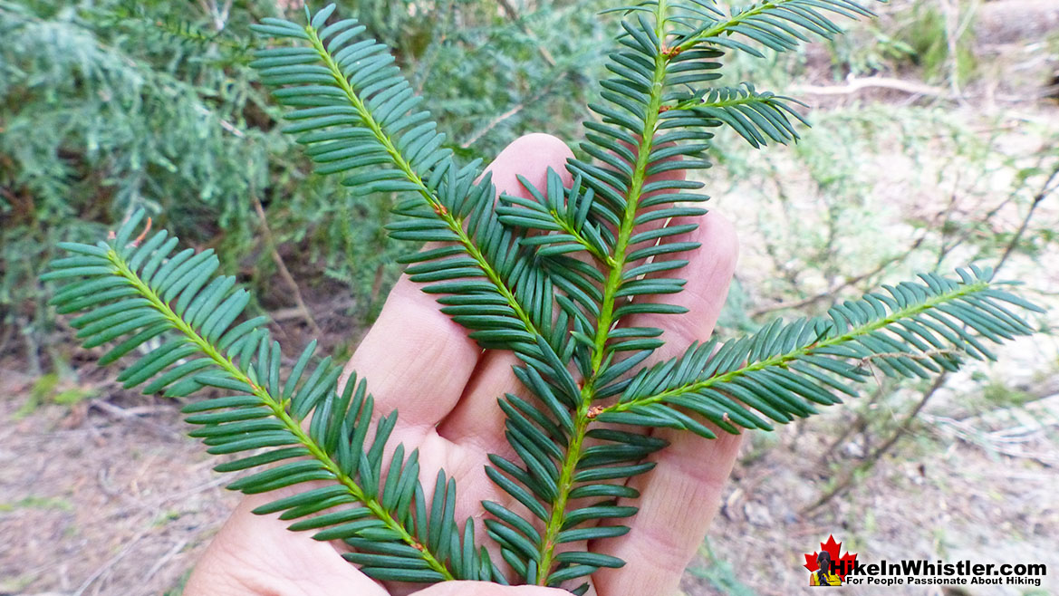 Pacific Yew Flat Leaves