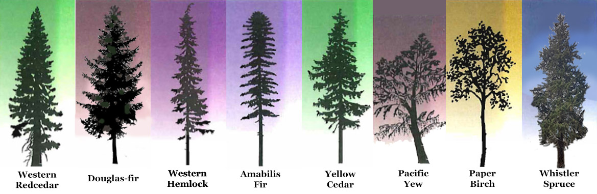 Whistler Tree Silouettes