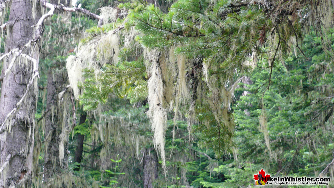 Usnea on the Wedgemount Lake Trail in Whistler