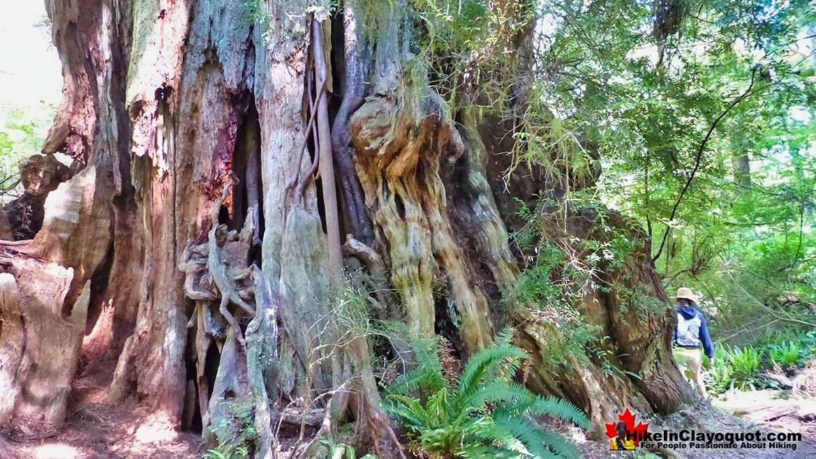 The Big Tree Trail on Meares Island