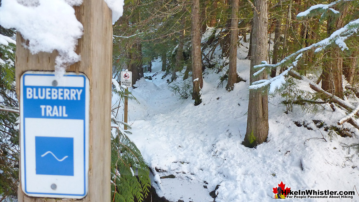 Blueberry Trail Snowshoe Whistler