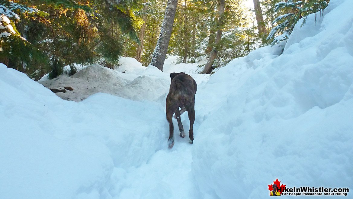 Blueberry Trail Snowshoe Whistler