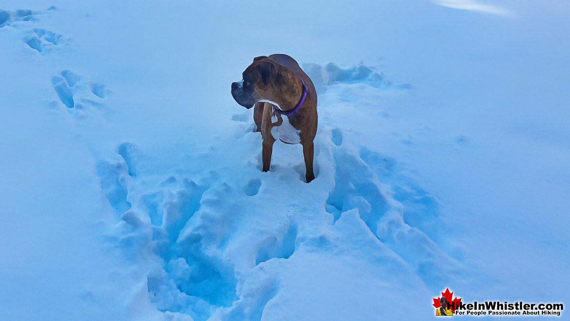 Sproatt East Dog Friendly Snowshoeing