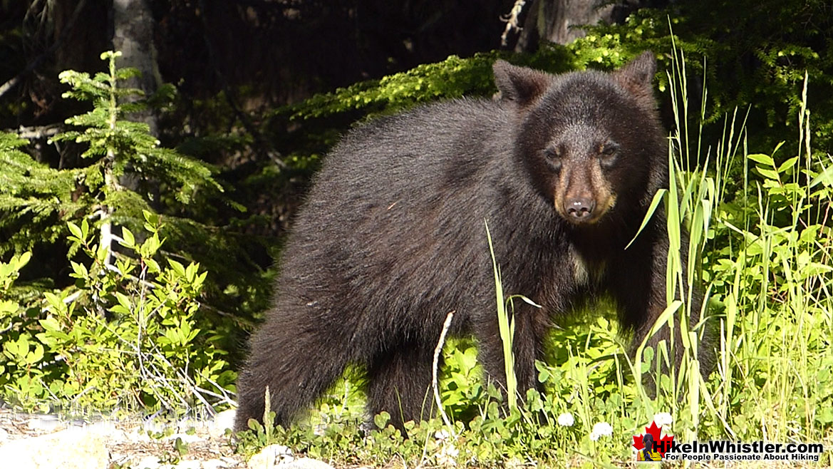 Bear Near Alexander Falls and Madeley Lake