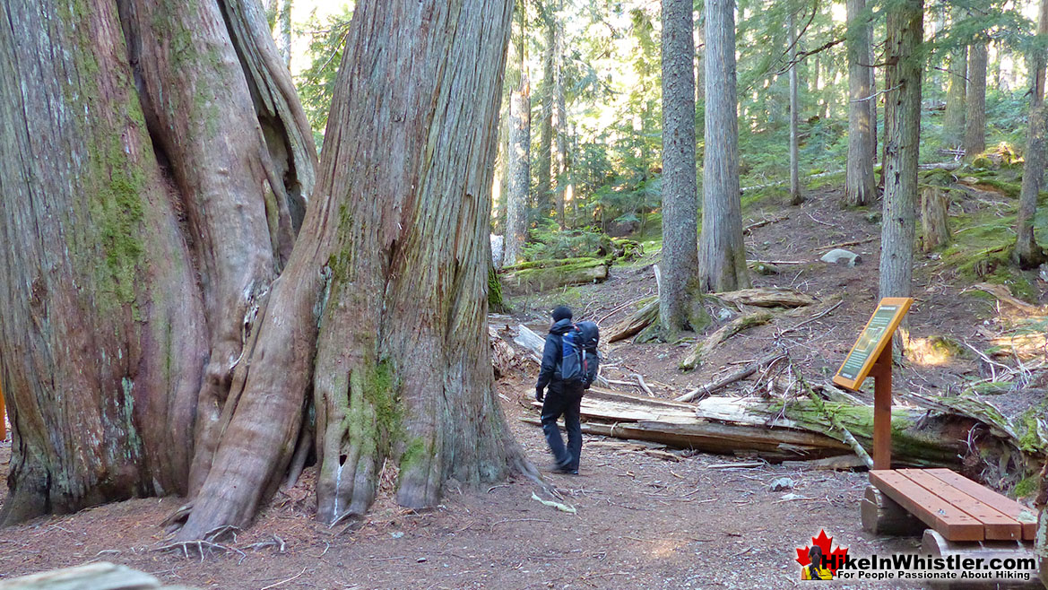 Ancient Cedars huge redcedars