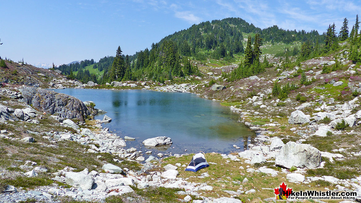 Tent in the Sproatt Alpine