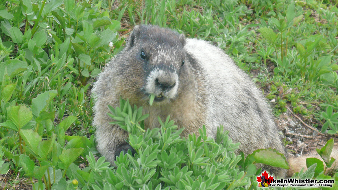 Hoary Marmot on the High Note Trail, Garibaldi Park